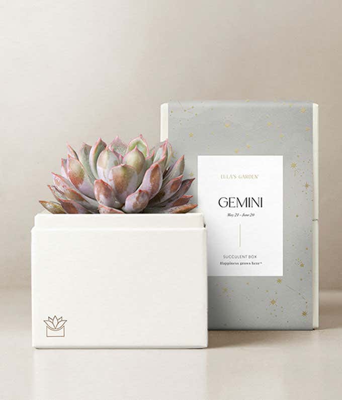 Lula's Garden ® Gemini Bliss Succulent Garden 