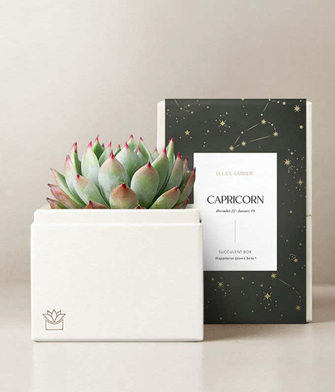 Lula's Garden ® Capricorn Bliss Succulent Garden 