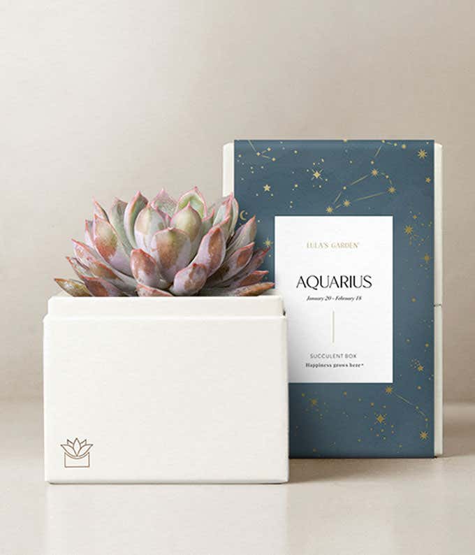 Lula's Garden ® Aquarius Bliss Succulent Garden 
