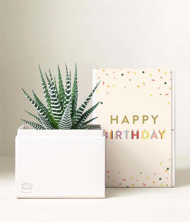 Lula's Garden &reg; Birthday Zebra Succulent Gift