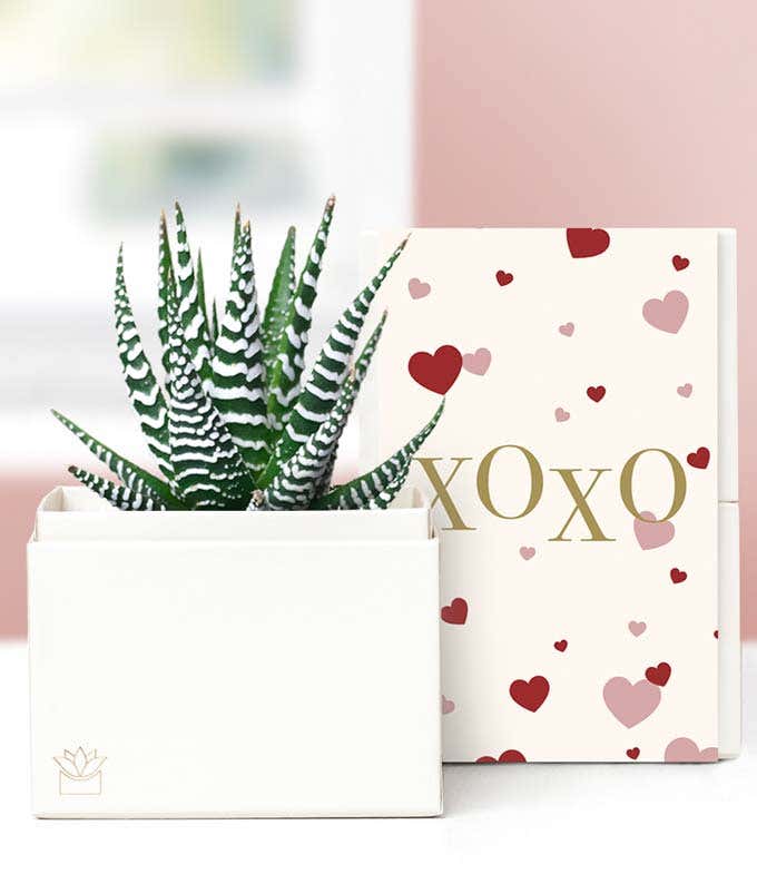 Lula's Garden ® XOXO Zebra Succulent Gift