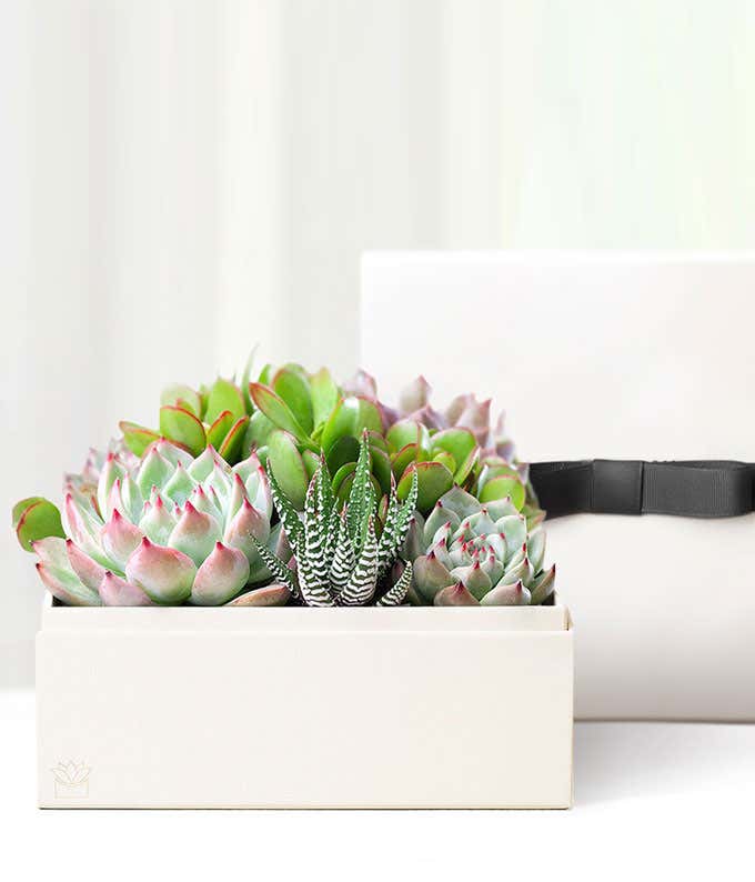 Cherished Memories Lula's Garden ® Urban Succulent Gift 