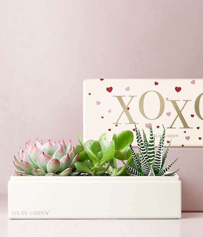 Lula's Garden ® XOXO Verdant Succulent Gift
