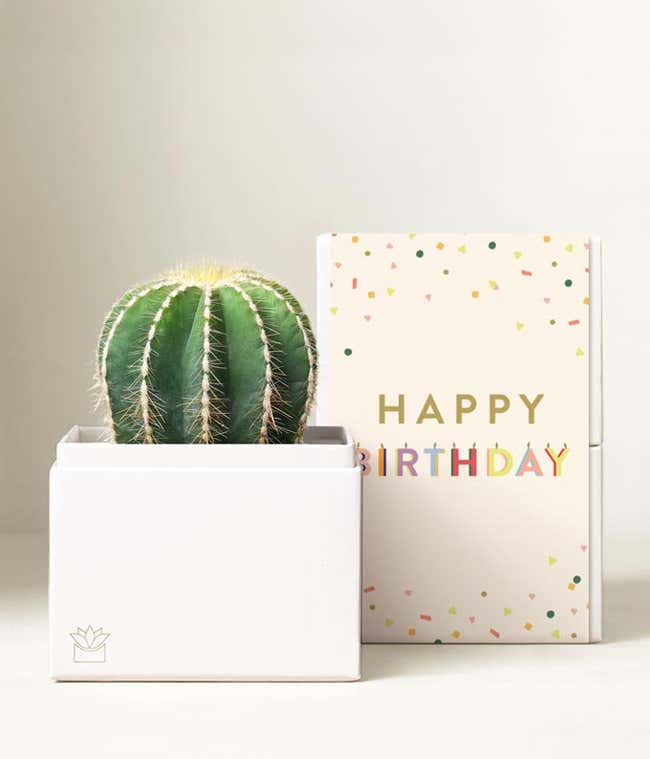 Lula's Garden &reg; Birthday Cactus Succulent Box