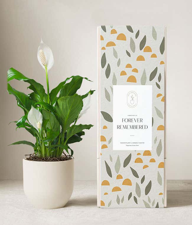 Lula's Garden &reg; Sympathy Peace Lily Plant 