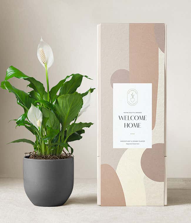 Peace lily plant with white blooms in a matte dark gray ceramic pot, displayed next to a modern beige and blush-toned gift box labeled Welcome Home.