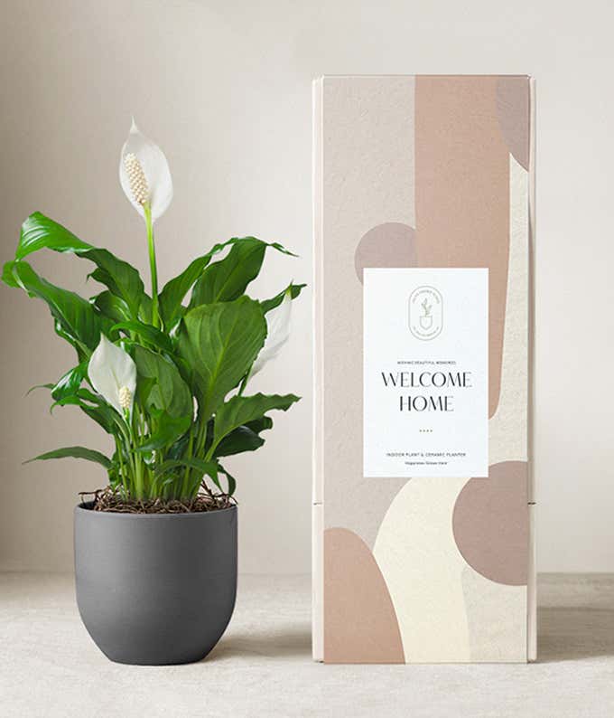 Peace lily plant with white blooms in a matte dark gray ceramic pot, displayed next to a modern beige and blush-toned gift box labeled Welcome Home.