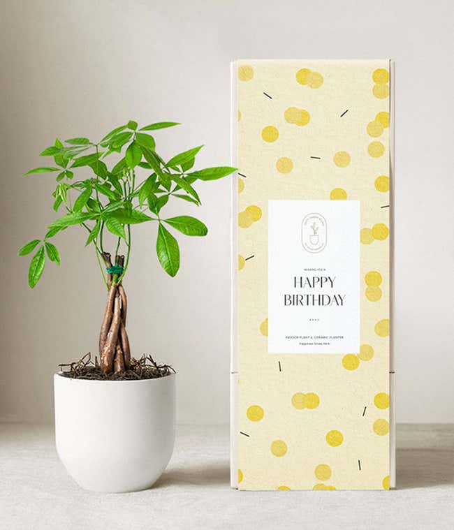 Lula's Garden &reg; Birthday Money Tree Plant 