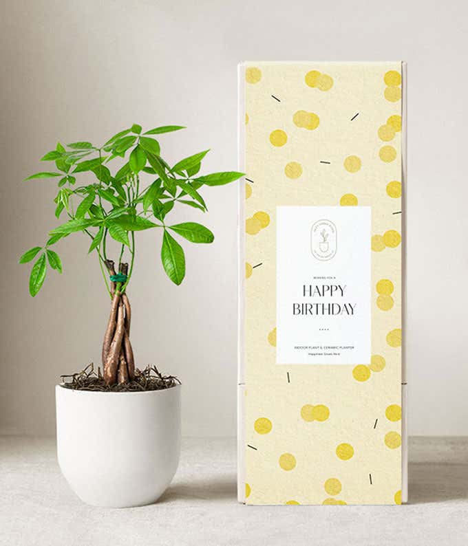 Lula's Garden ® Birthday Money Tree Plant 