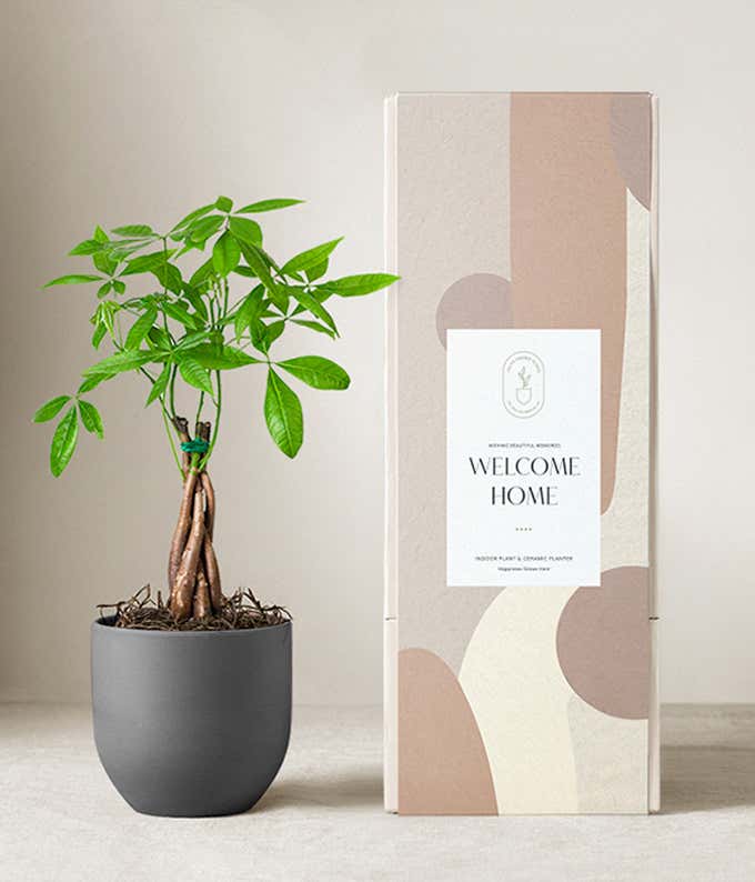Money tree plant with braided trunk and vibrant green leaves in a matte dark gray ceramic pot, displayed next to a modern beige and blush-toned gift box labeled Welcome Home.