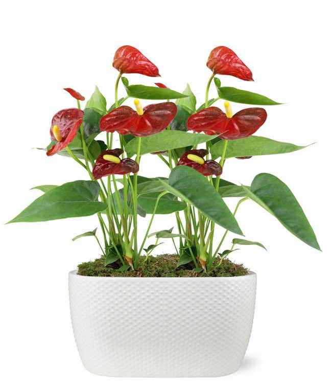 red anthurium