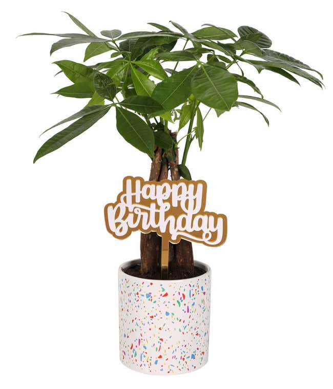 Lush money tree with braided trunk and vibrant green leaves, displayed in a festive white planter with a colorful confetti pattern, topped with a gold 