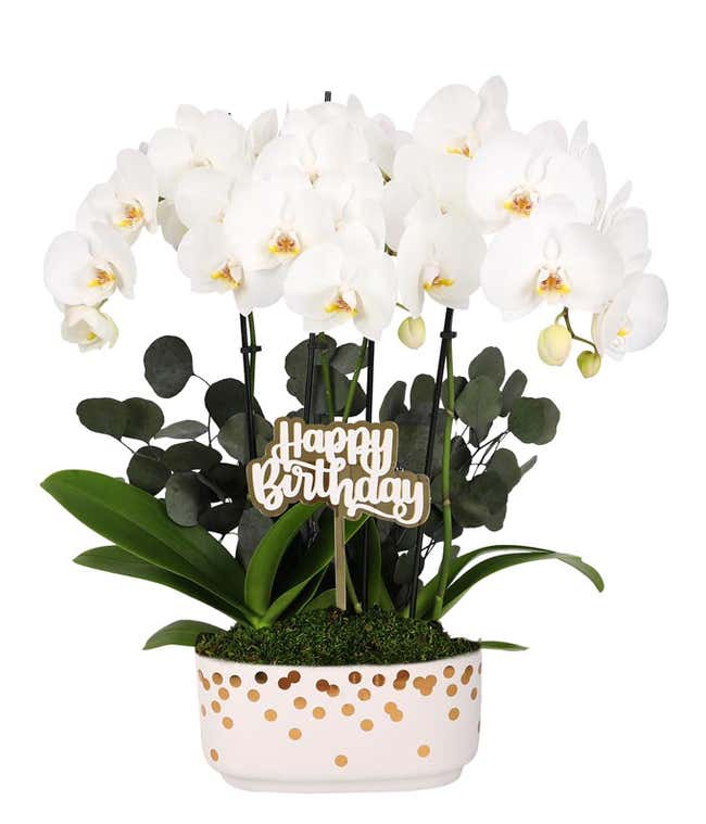 White orchid plant with elegant blooms and lush green leaves, accented by preserved eucalyptus and a gold 