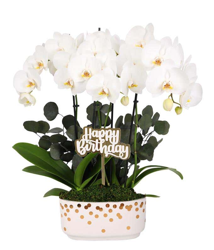 White orchid plant with elegant blooms and lush green leaves, accented by preserved eucalyptus and a gold 