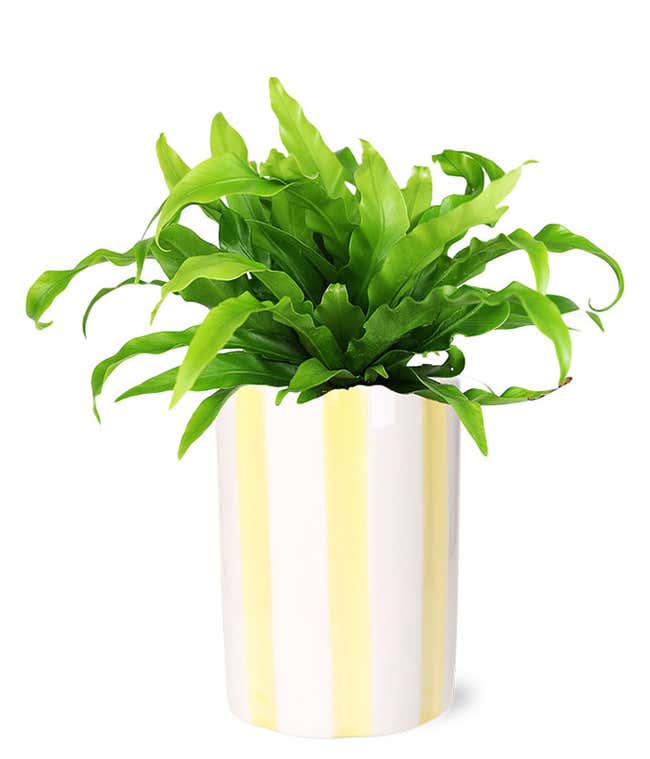 Lush green fern with arching fronds in a white ceramic planter featuring vertical yellow stripes.