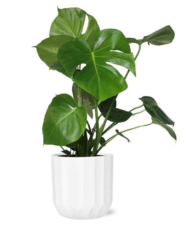 A green monstera plant in a white container 