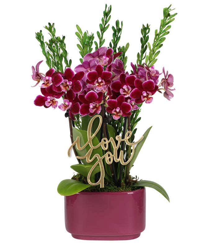 Burgundy orchid plant with multiple blooms and green leaves, accented by preserved eucalyptus stems and displayed in a deep purple rectangular planter, featuring an I love You Pick 