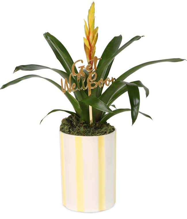 Bromeliad plant with yellow and orange bloom in a striped yellow and white ceramic container, featuring a decorative gold Get Well Soon pick.