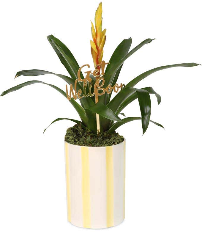 Bromeliad plant with yellow and orange bloom in a striped yellow and white ceramic container, featuring a decorative gold Get Well Soon pick.