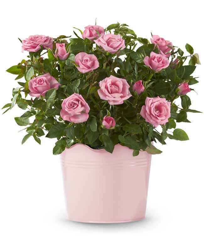 Pink rose plant in a pink tin container