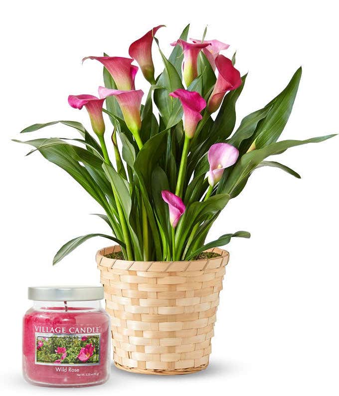 Blooming pink Calla Lily plant with rich green foliage in a woven basket-style container, paired with a rose-scented candle in a clear glass jar.
