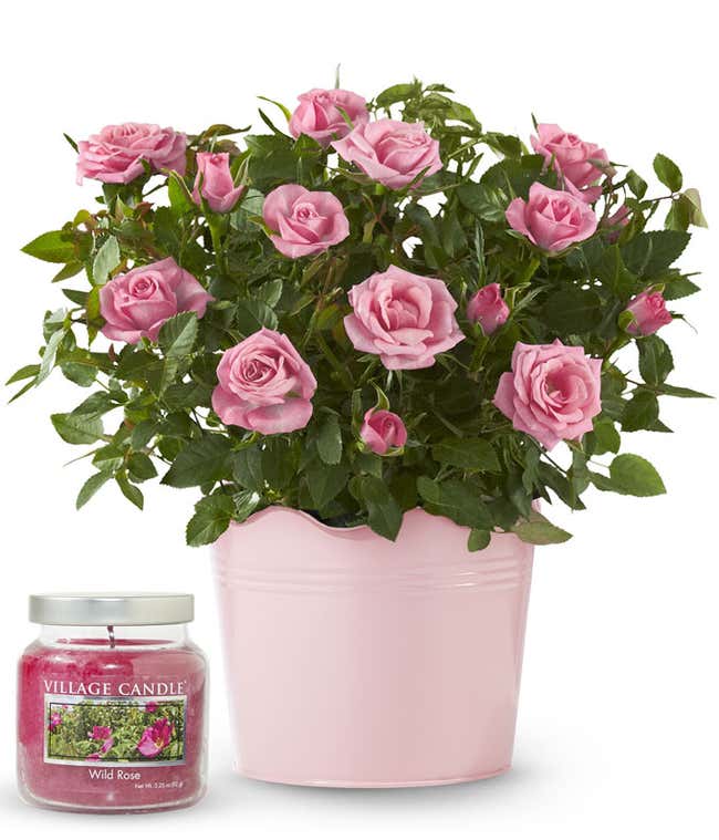 Lush blooming pink rose plant in a pale pink tin container, paired with a rose-scented candle in a clear glass jar.