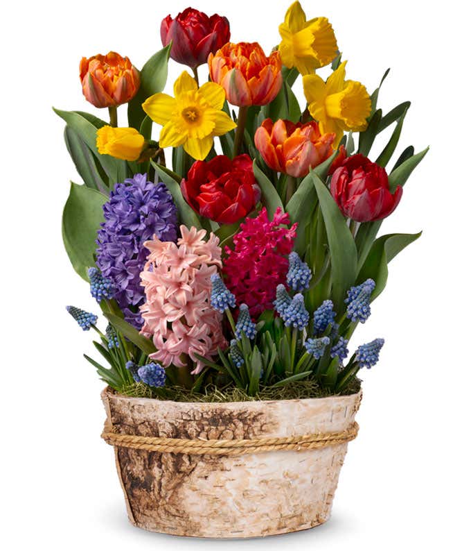 Yellow daffodils, red and orange tulips, and pink, purple, and hot pink hyacinth, and blue mausari