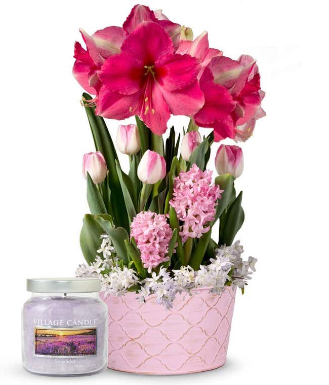 Spring bulb garden with blooming pink amaryllis, pink and white and a lavender candle in a glass jar